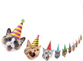 Hooqict Cat Birthday Banner Birthday Party Decorations by Hooqict
