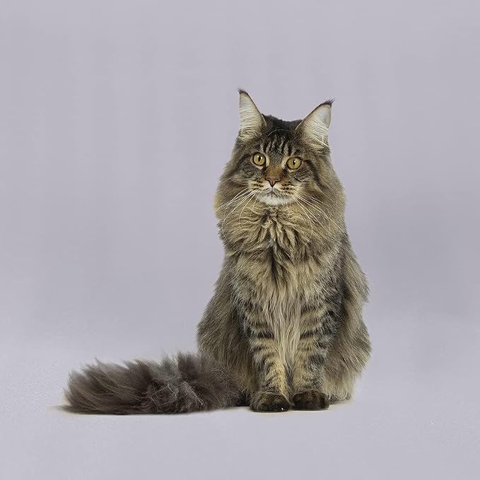 GFCC 10FTx10FT Grey Backdrop Background - Image 4
