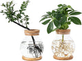 Propagation Station, Larger Capacity Ball Vase with Base for Hydroponic Plants, Home/Office Decor & Gift for Plant Lovers, 2pcs Glass Terrariums