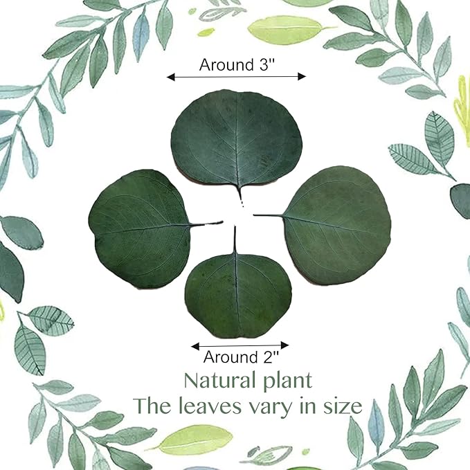 300+ Pcs Dried Real Eucalyptus Leaves, Rustic Boho Wedding Table Decor, 100% Natural Preserved Silver Dollar Eucalyptus Decor Green Leaves, Biodegradable Confetti for Weeding, DIY, Baby Shower, Cake1
