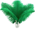 Ballinger Green Large Ostrich Feathers - 12pcs 12-14inch Feathers for Vase, Wedding Party Centerpieces Mardi Gras Decorations and Home Decor(Green)