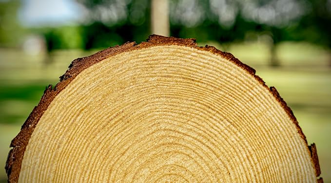 Set of 9-11 inch Wood Slices for centerpieces! Wood Slice centerpieces - Image 6